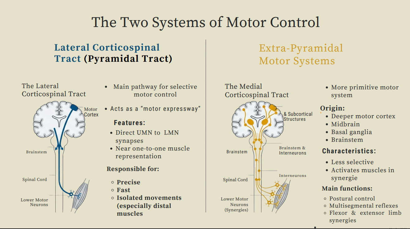 Impaired Control Pathophysiology – Stroke – Gait Implications